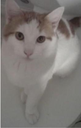 Animal Medical Clinic of Chesapeake Adoptions Marvin the Martian