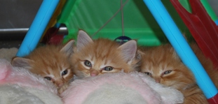 Animal Medical of Chesapeake 3 little kitties