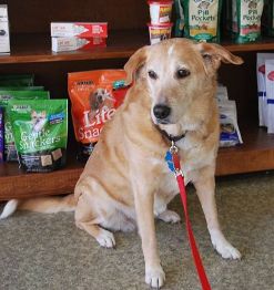 Animal Medical Clinic of Chesapeake Sandy Drew Purrfect Smile contest winner
