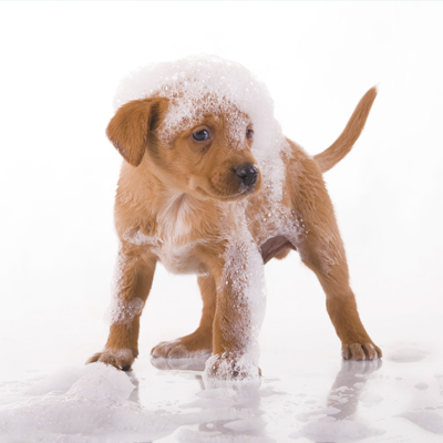 Animal Medical Clinic of Chesapeake Dog Bath Grooming page