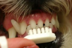 Animal Medical Clinic of Chesapeake 23320 - Brushing teeth