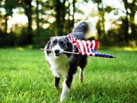 Summer Puppy Fears and Fireworks - Animal Medical Clinic of Chesapeake 921 Battlefield Blvd, Chesapeake, Va 23320 