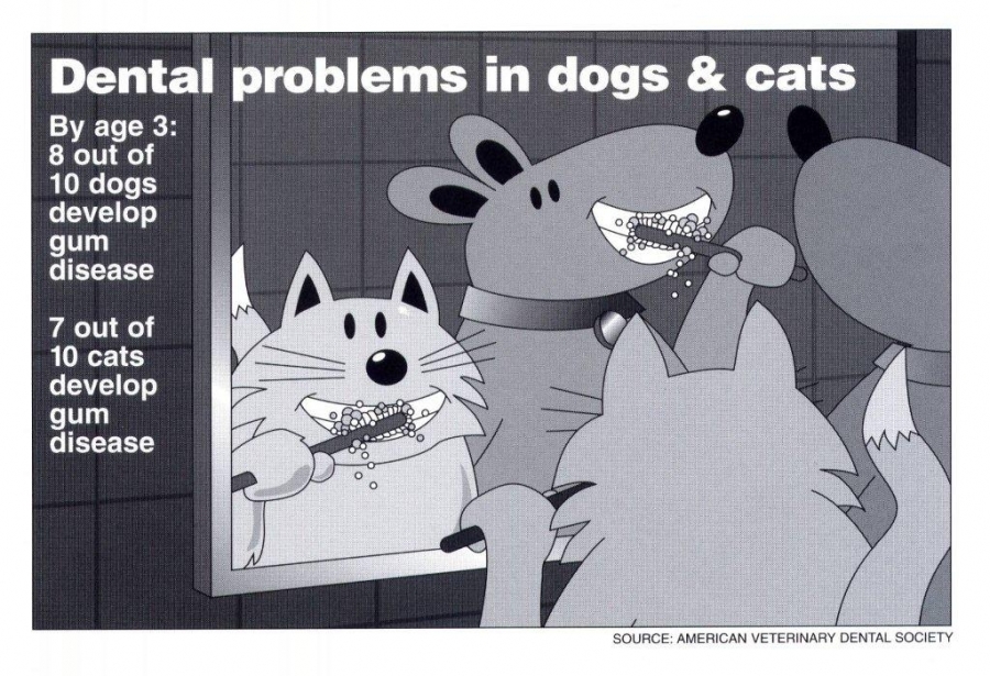 Animal Medical Clinic of Chesapeake 921 Battlefield Blvd, Chesapeake, Va 23320 offers Dental Cleanings and Care for Dogs and Cats