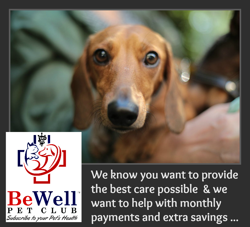 Animal Medical Clinic of Chesapeake 921 Battlefield Blvd, Chesapeake, Va 23320 offers Affordable Pet Wellness Plans