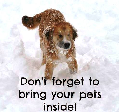 Cold Weather Safety Tips from Animal Medical Clinic of Chesapeake 921 Battlefield Blvd, Chesapeake, Va 23320