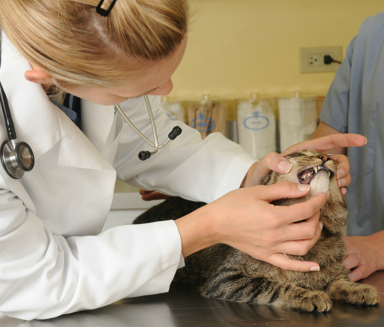 Animal Medical Clinic of Chesapeake offers Affordable Wellness Plans and Preventive Care for Pets at 921 Battlefield Blvd, Chesapeake, Va 23320
